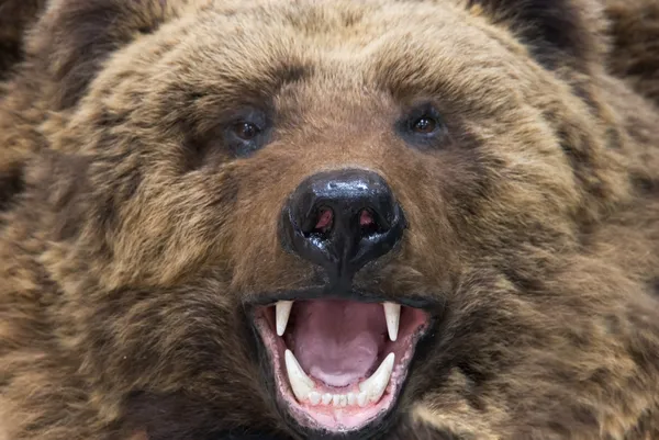 Медведь крупным планом — стоковое фото
