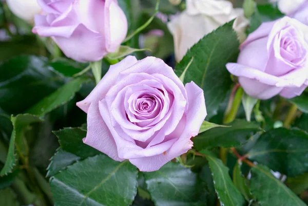 Foto Von Leuchtend Rosa Rosen — Stockfoto