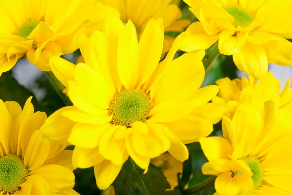 stock image Yellow chrysanthemum