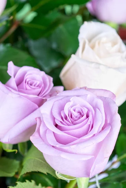 Foto Von Leuchtend Rosa Rosen — Stockfoto