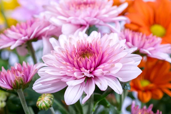 Stock image Beauty color chrysanthemum flowers close up