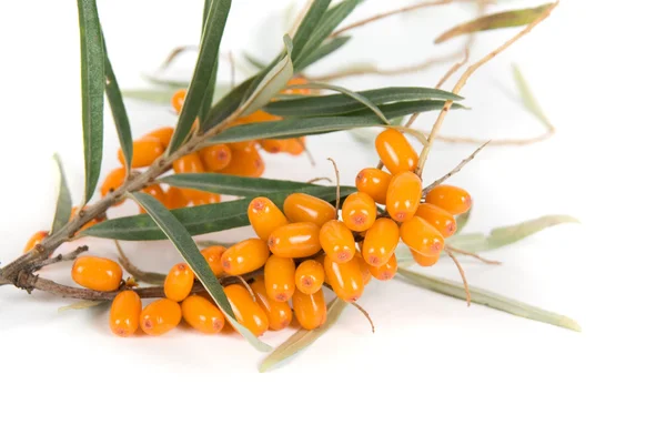 Stock image Cluster mature orange sea-buckthorn berries with leaves on a white