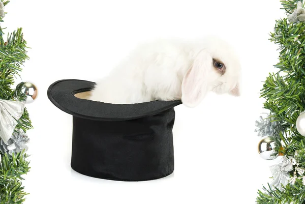 Little rabbit at magic hat — Stock Photo, Image