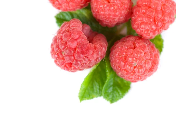신선한 나무 딸기 — 스톡 사진