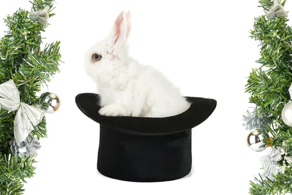 Rabbit symbol of 2011 — Stock Photo, Image