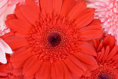 gerbera çiçekleri