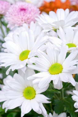 Güzellik beyaz kasımpatı çiçekleri yakın çekim