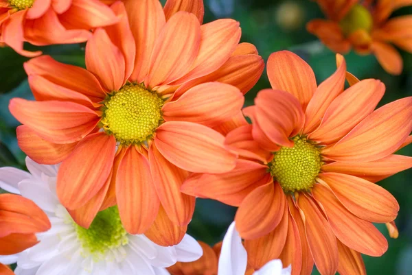 stock image Orange chrysanthemum