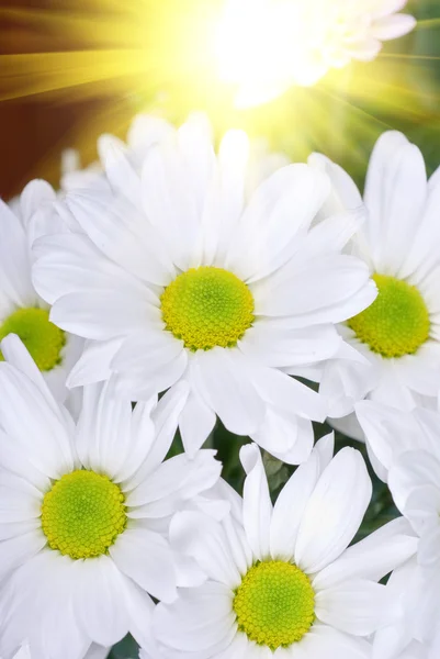 Beauty White Chrysanthemums Flowers Close — Stock Photo, Image