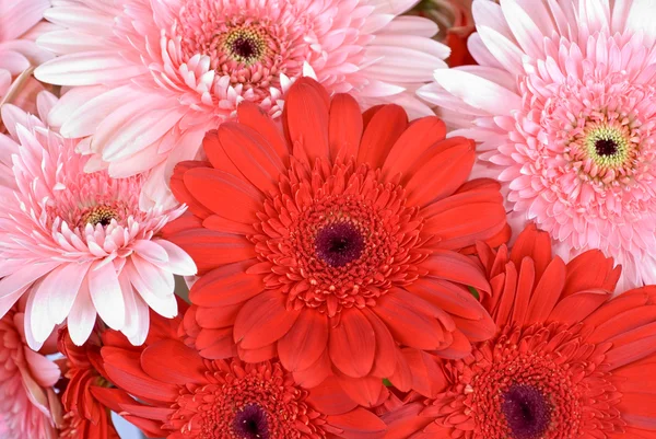 stock image Gerbera flowers, close up