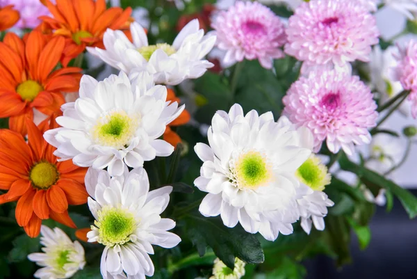 Schönheit Farbe Chrysanthemen Blumen Aus Nächster Nähe — Stockfoto
