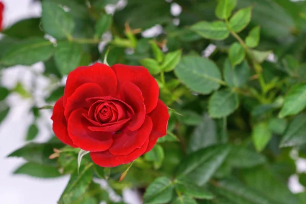 明るい赤いバラの写真 — ストック写真