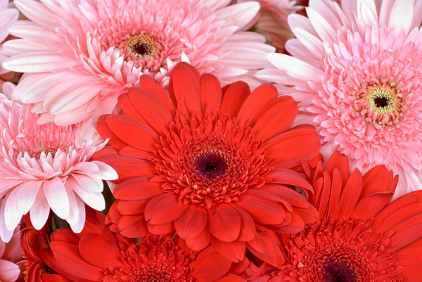 stock image Gerbera flowers, close up