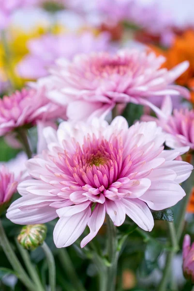 stock image Beauty color chrysanthemum flowers close up