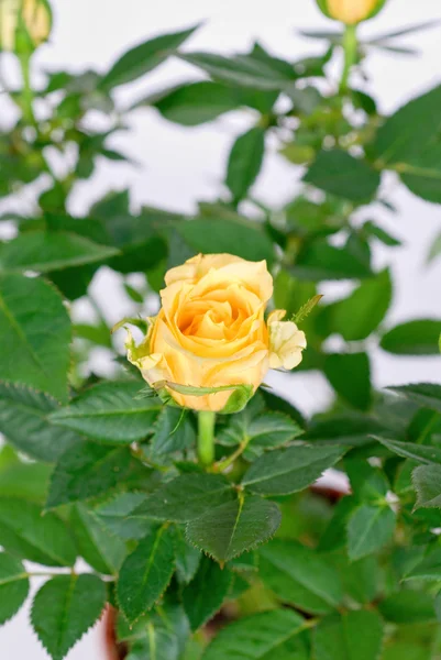 明るい黄色のバラの写真 — ストック写真
