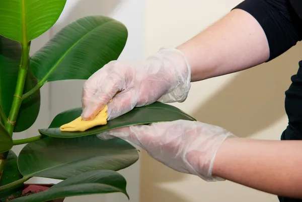 Mädchen Mit Handschuhen Putzt Ficus Pflanze Mit Nassem Schwamm — Stockfoto