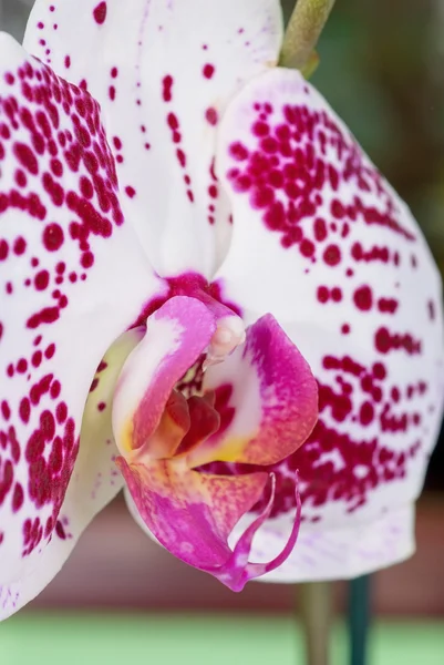 Primer plano de la orquídea — Foto de Stock