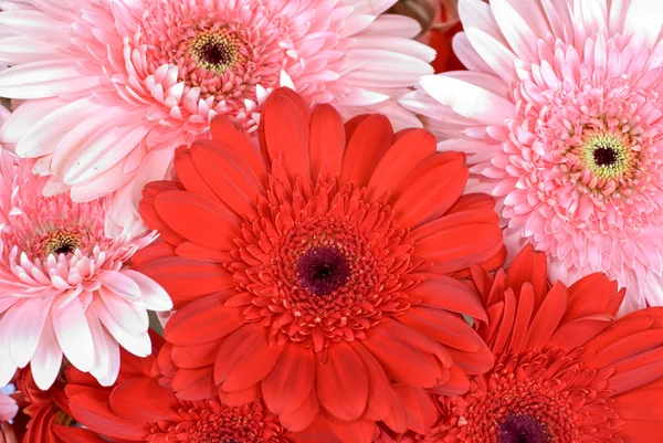 stock image Gerbera flowers