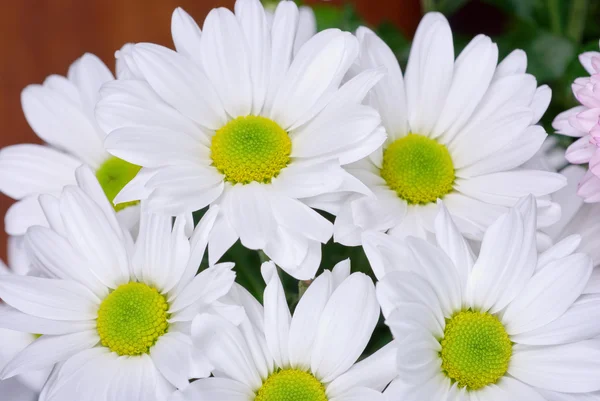 stock image Chrysanthemum