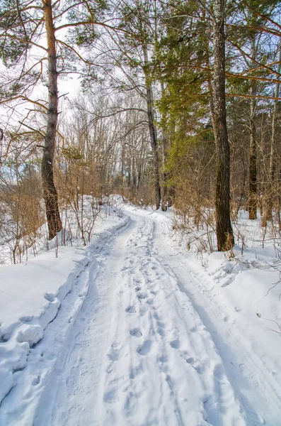 stock image Road in the winter forest