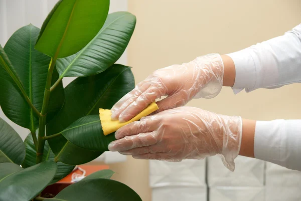 Cleaning ficus — Stock Photo, Image