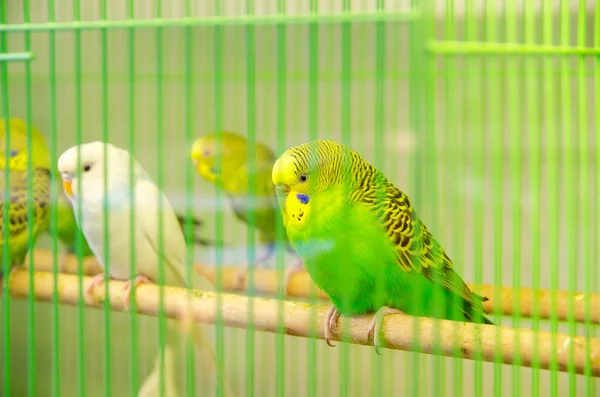 Papagájok — Stock Fotó