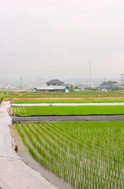 pirinç tarlaları