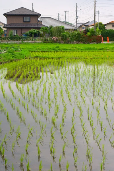 Reisfelder — Stockfoto