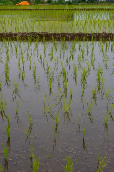 Rice fields — Stockfoto