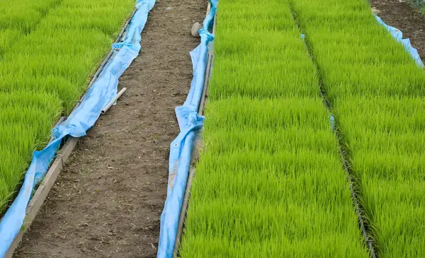 Campi di riso — Foto Stock