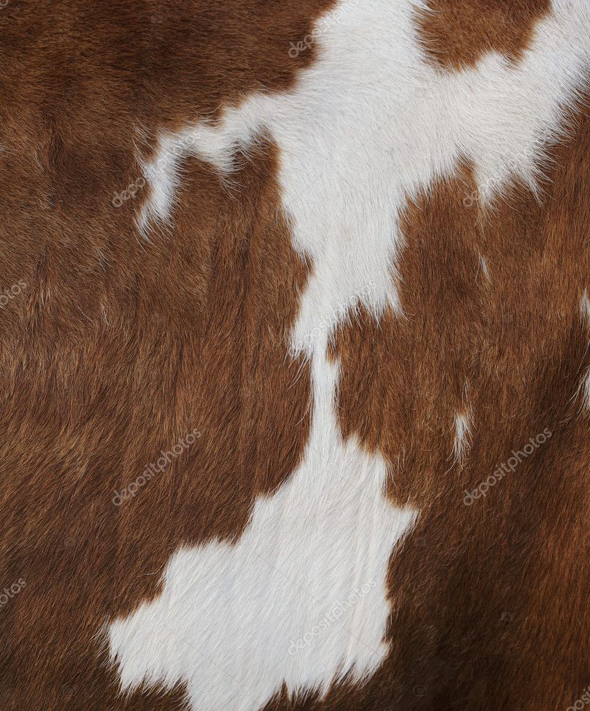 Cow texture ⬇ Stock Photo, Image by © stocksnapper #4141112