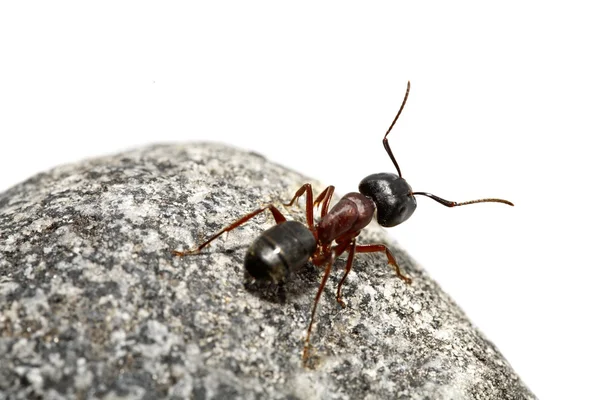Curious ant — Stock Photo, Image