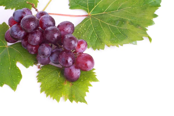Purple grapes with leaves on white — Stock Photo, Image