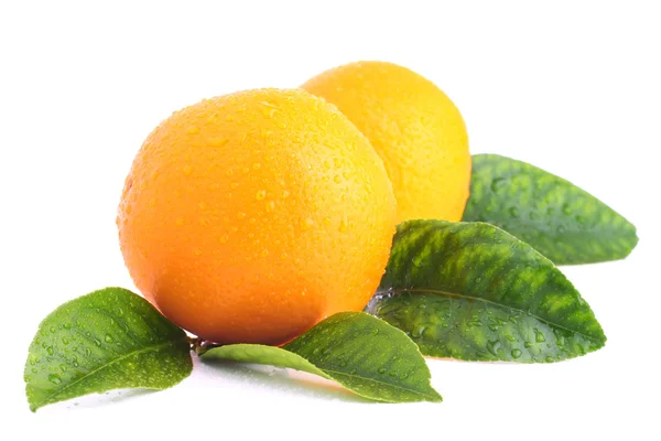 Dos naranjas con hojas en blanco —  Fotos de Stock