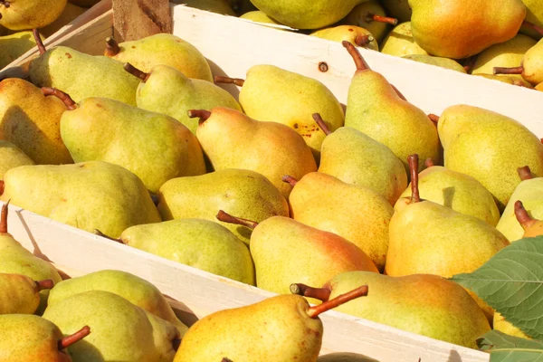 Freshly picked pears — Stock Photo, Image