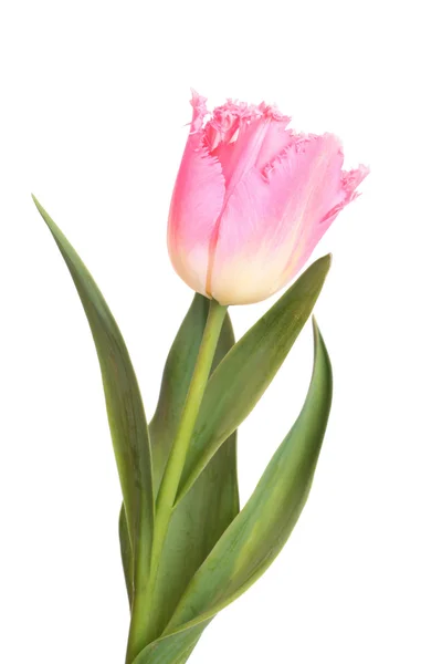 白色背景的粉红色郁金香 — 图库照片