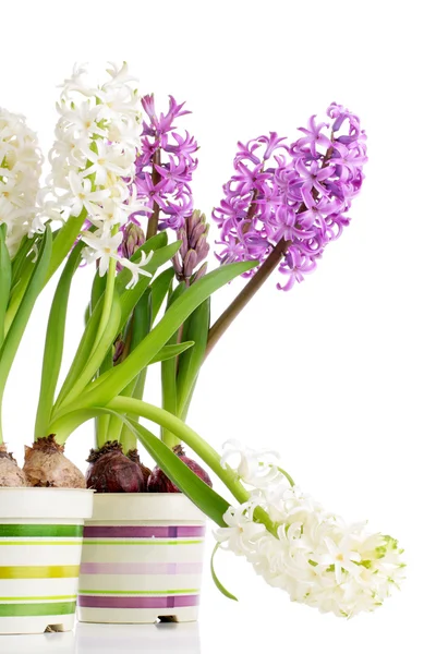 Witte en violet hyacinten op wit Stockfoto