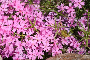 Creeping phlox clipart