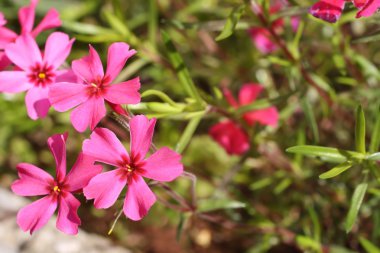 Creeping phlox clipart