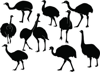 Nandu collection clipart