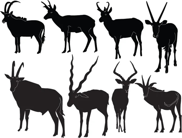Antelope illustration collection — Stock Vector