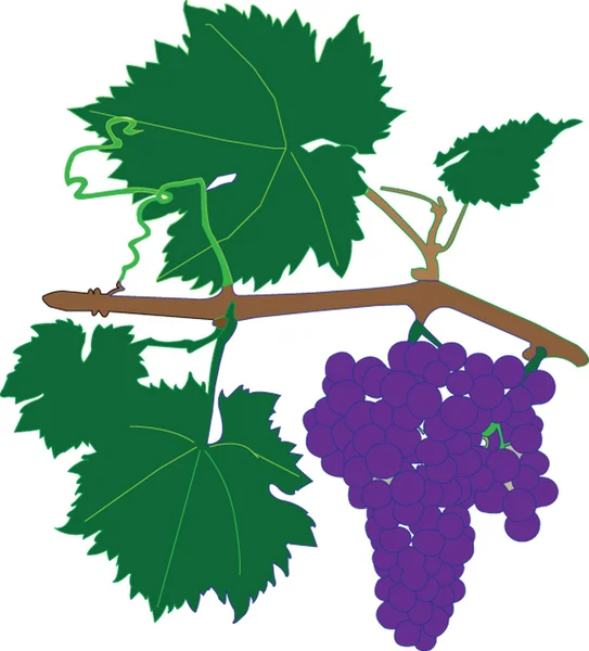 Гроздь винограда Векторная Графика
