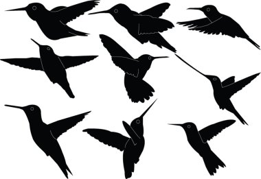 Humming bird collection clipart