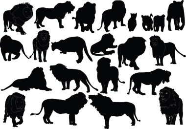 Lions big collection clipart