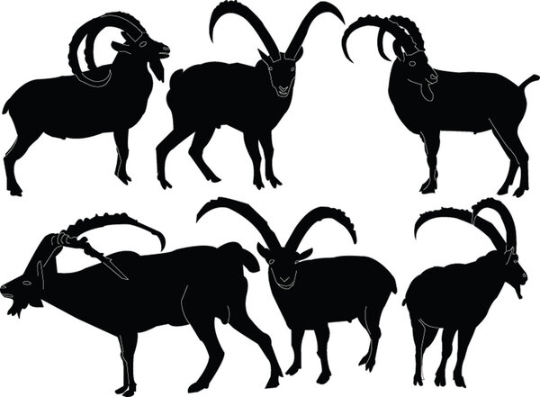Коллекция Ibex
