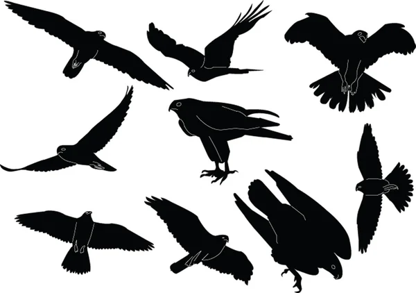 Falcons samling siluett — Stock vektor