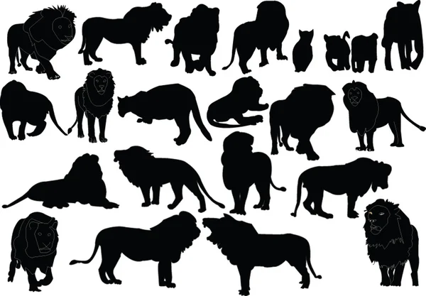 Большая коллекция львов — стоковый вектор