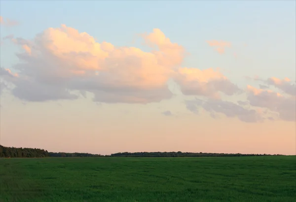Hintergrund von Himmel und Gras — Stockfoto