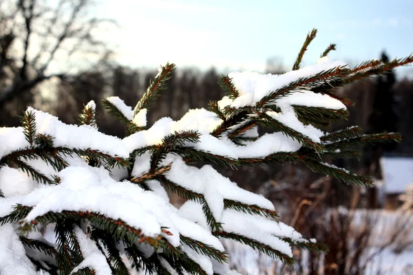 トウヒの雪 — ストック写真