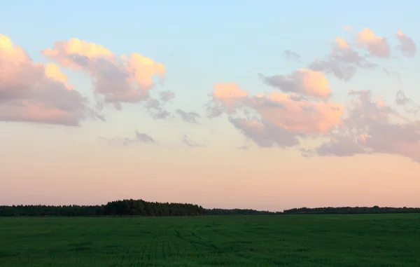 Фон неба и травы — стоковое фото